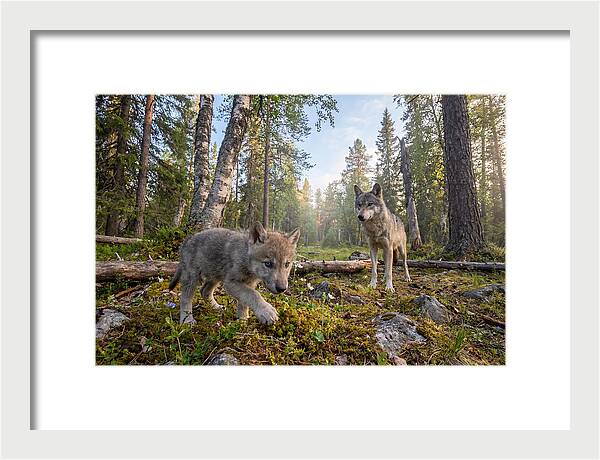 Gray Wolf Pup Exploring Nature