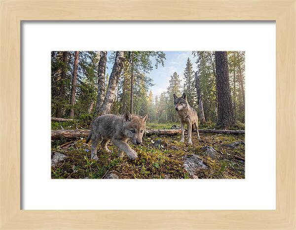 Gray Wolf Pup Exploring Nature
