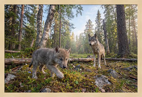 Gray Wolf Pup Exploring Nature