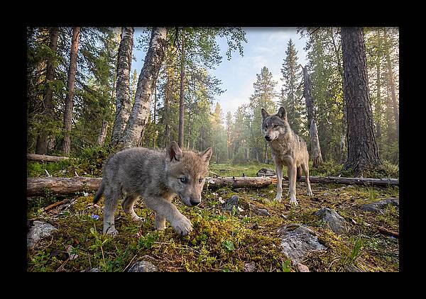 Gray Wolf Pup Exploring Nature
