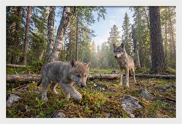 Gray Wolf Pup Exploring Nature