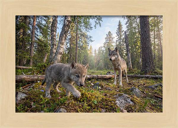 Gray Wolf Pup Exploring Nature
