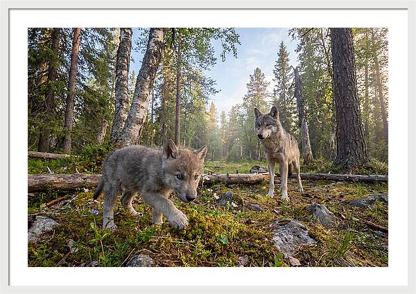 Gray Wolf Pup Exploring Nature
