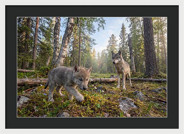 Gray Wolf Pup Exploring Nature