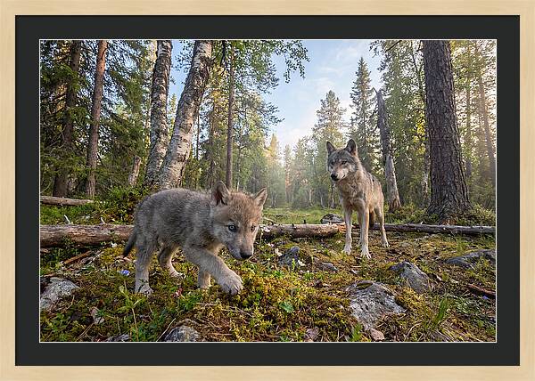 Gray Wolf Pup Exploring Nature