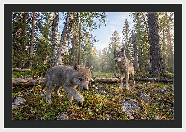 Gray Wolf Pup Exploring Nature