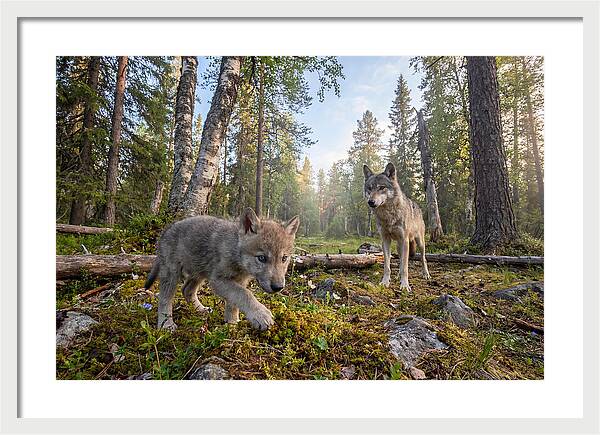 Gray Wolf Pup Exploring Nature
