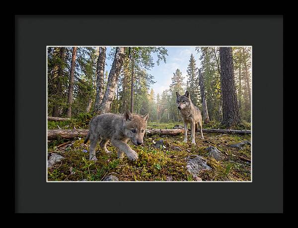 Gray Wolf Pup Exploring Nature
