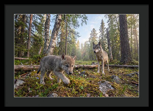 Gray Wolf Pup Exploring Nature