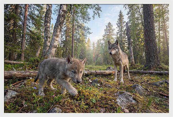 Gray Wolf Pup Exploring Nature