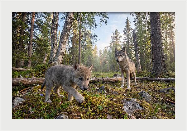 Gray Wolf Pup Exploring Nature