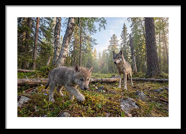 Gray Wolf Pup Exploring Nature