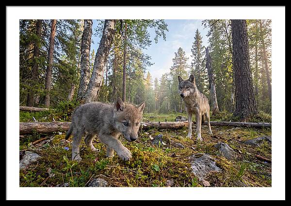Gray Wolf Pup Exploring Nature