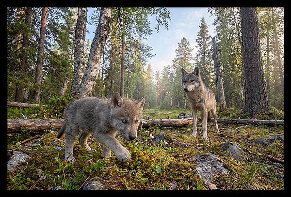 Gray Wolf Pup Exploring Nature
