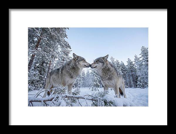 Gray Wolves Embracing In Snow