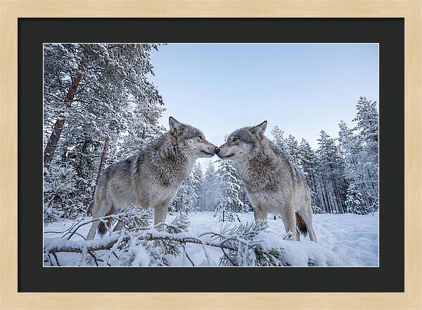 Gray Wolves Embracing In Snow