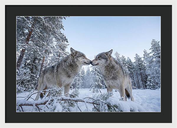 Gray Wolves Embracing In Snow