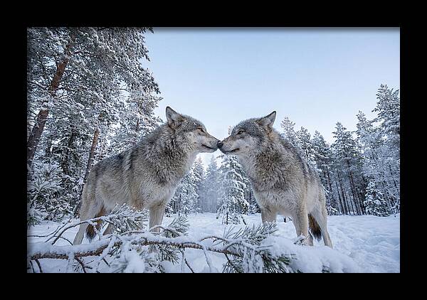 Gray Wolves Embracing In Snow