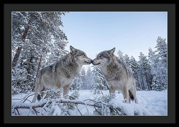 Gray Wolves Embracing In Snow
