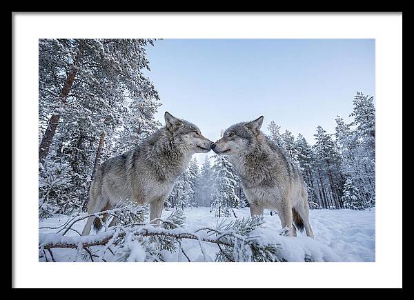 Gray Wolves Embracing In Snow