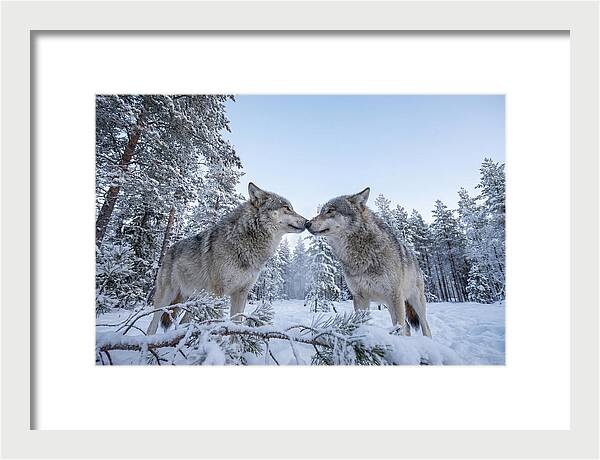Gray Wolves Embracing In Snow