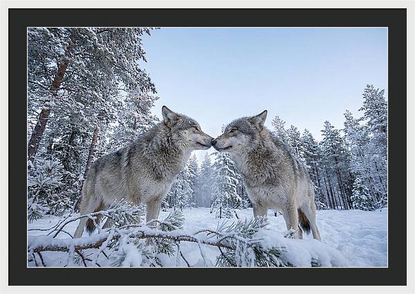 Gray Wolves Embracing In Snow