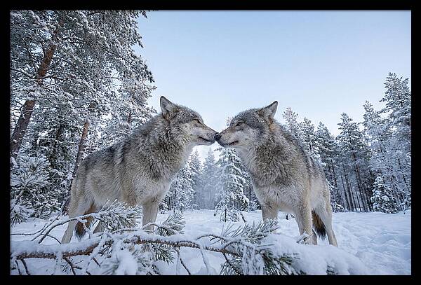 Gray Wolves Embracing In Snow