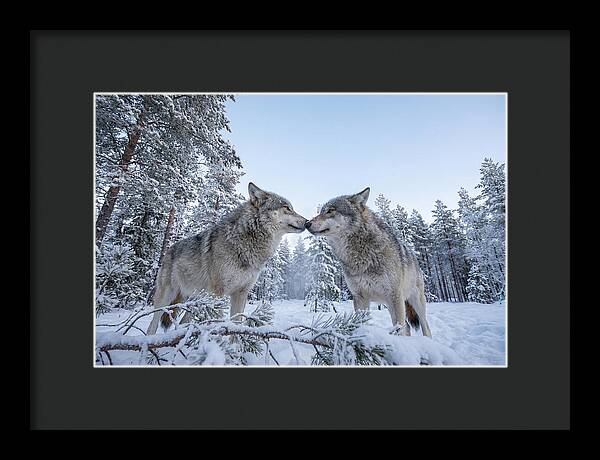 Gray Wolves Embracing In Snow