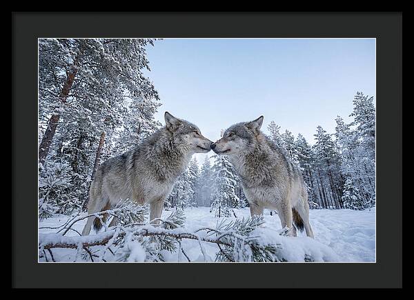 Gray Wolves Embracing In Snow