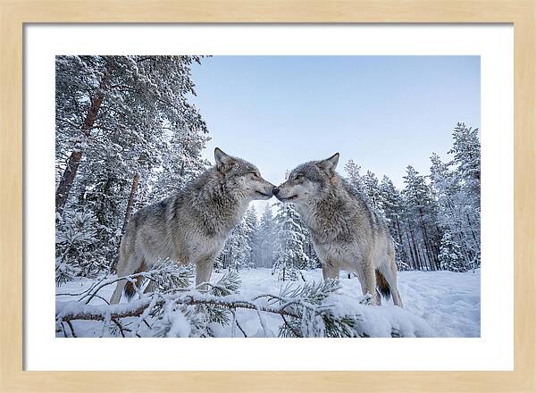 Gray Wolves Embracing In Snow