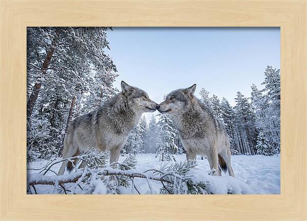 Gray Wolves Embracing In Snow
