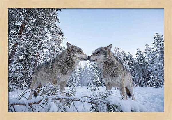 Gray Wolves Embracing In Snow