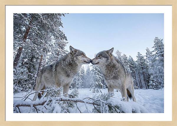 Gray Wolves Embracing In Snow