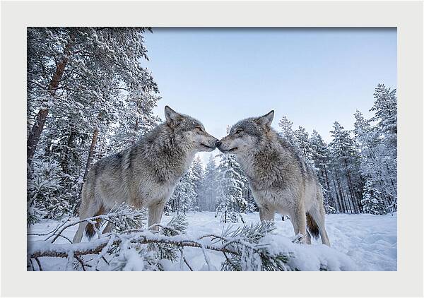 Gray Wolves Embracing In Snow