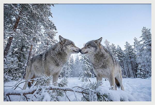 Gray Wolves Embracing In Snow