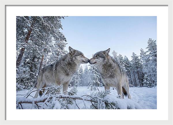 Gray Wolves Embracing In Snow
