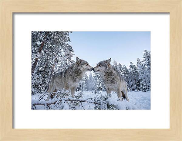 Gray Wolves Embracing In Snow