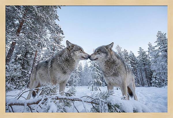 Gray Wolves Embracing In Snow