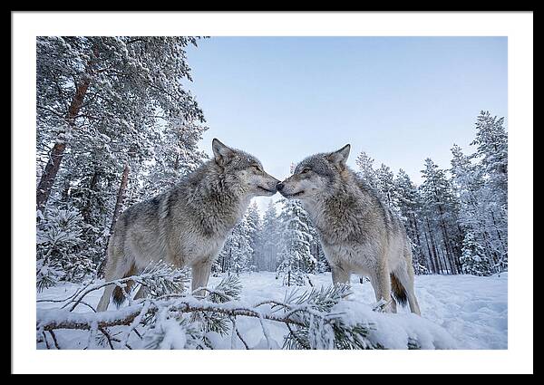 Gray Wolves Embracing In Snow