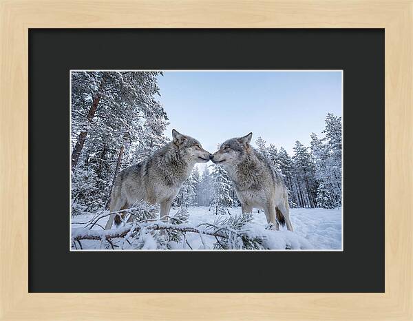 Gray Wolves Embracing In Snow
