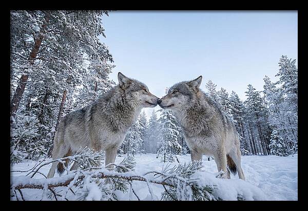 Gray Wolves Embracing In Snow