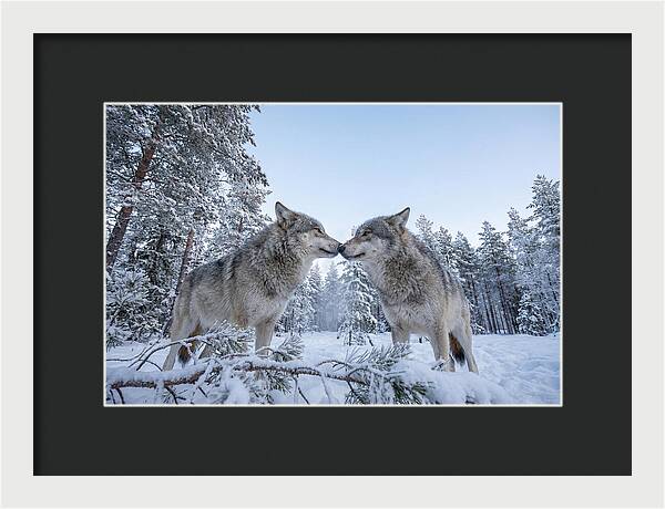 Gray Wolves Embracing In Snow