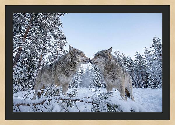 Gray Wolves Embracing In Snow