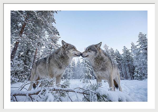 Gray Wolves Embracing In Snow