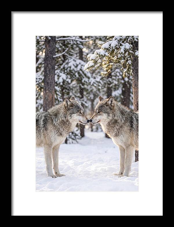 Gray Wolves In Winter Embrace