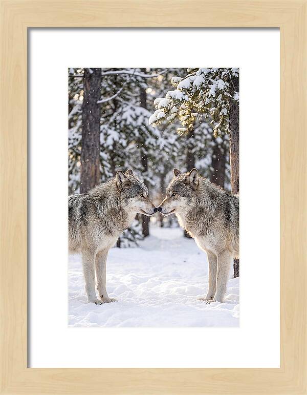 Gray Wolves In Winter Embrace