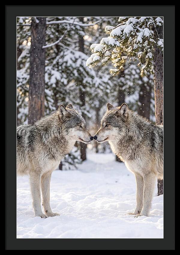 Gray Wolves In Winter Embrace