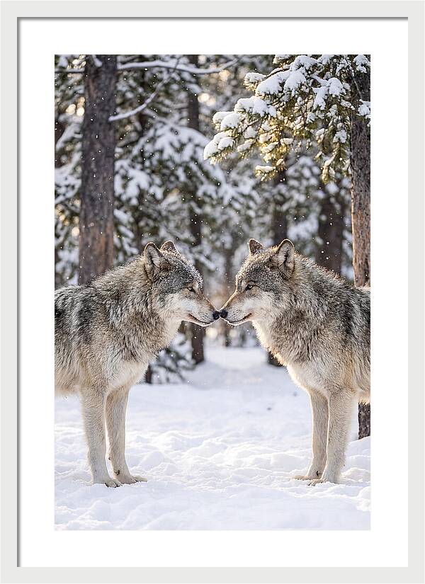 Gray Wolves In Winter Embrace