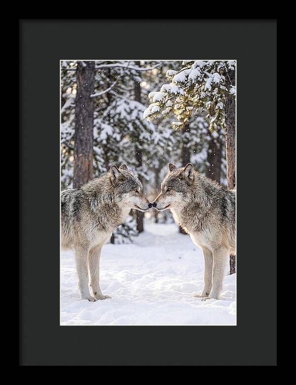 Gray Wolves In Winter Embrace