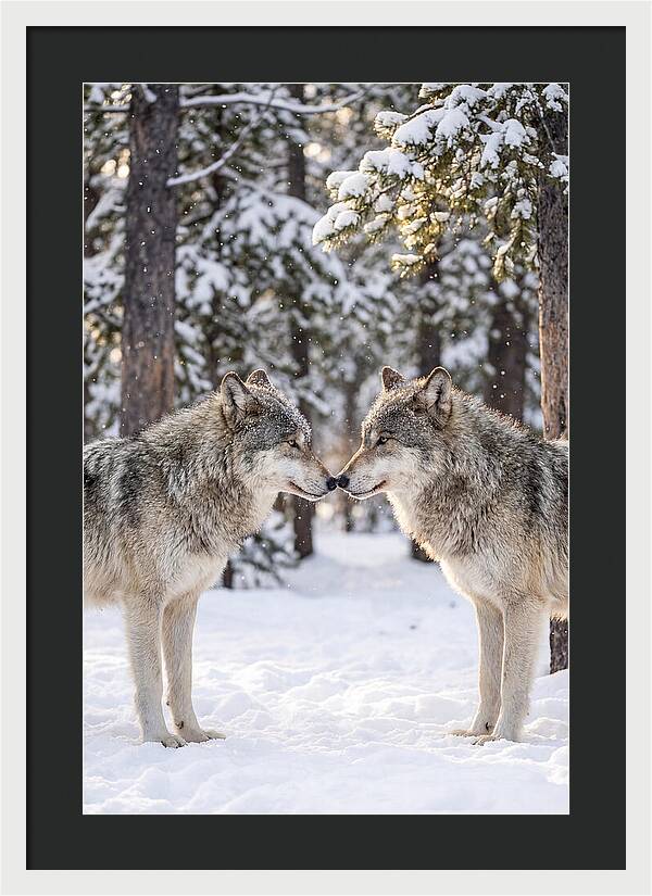 Gray Wolves In Winter Embrace